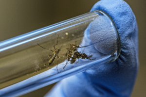 GENETICALLY MODIFIED MOSQUITOES