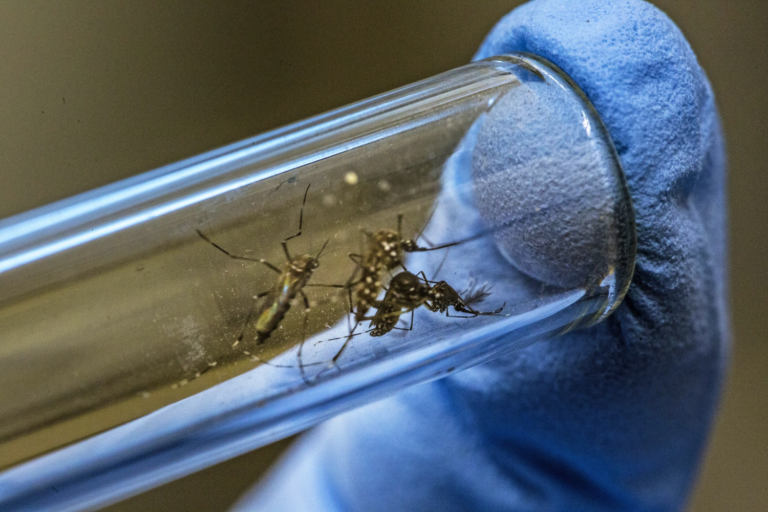 GENETICALLY MODIFIED MOSQUITOES
