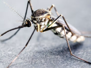 MALARIA