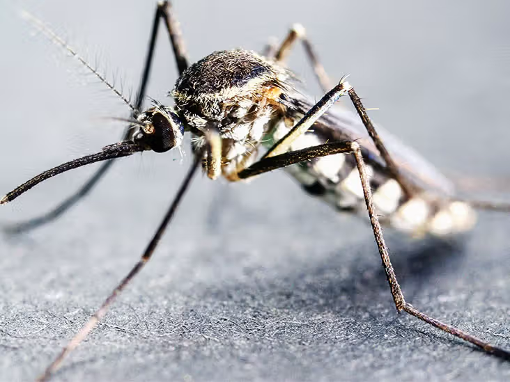 MALARIA