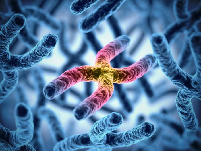 GAUCHER DISEASE