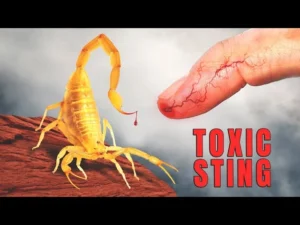 SCORPION STING