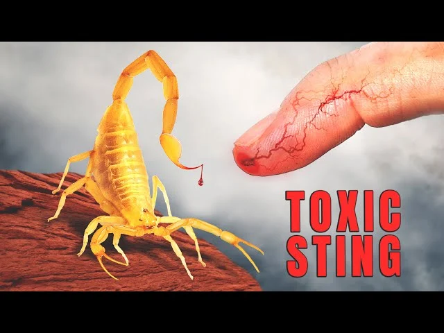 SCORPION STING