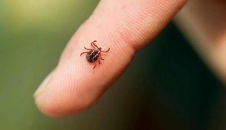 BABESIOSIS