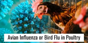 BIRD FLU