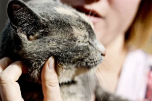 cat scratch fever