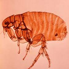 PLAGUE