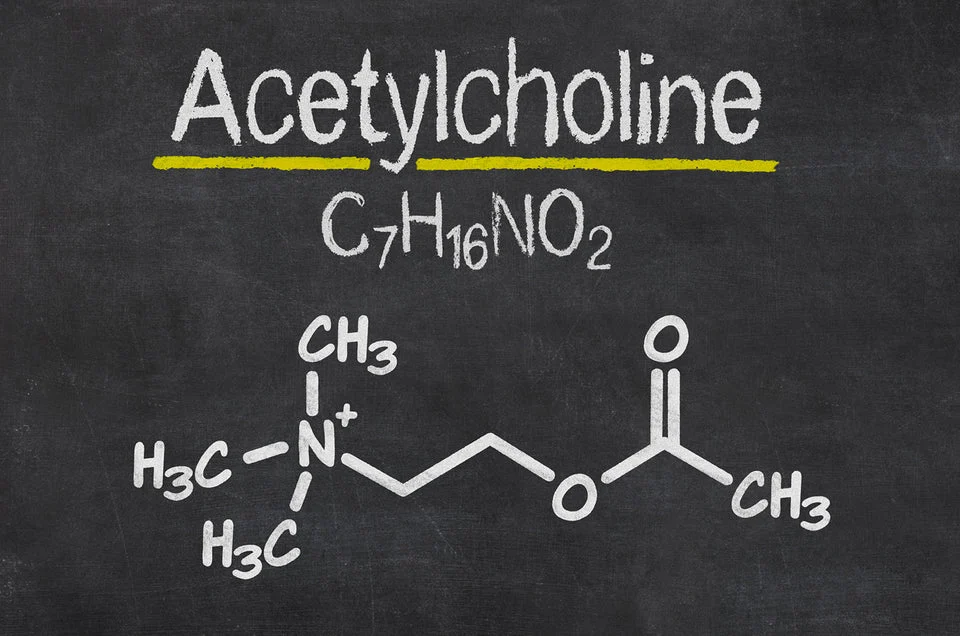 Acetylcholine