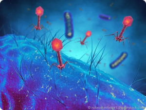 Bacteriophage therapy as an alternative to antibiotics