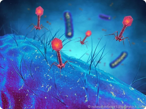 Bacteriophage therapy as an alternative to antibiotics