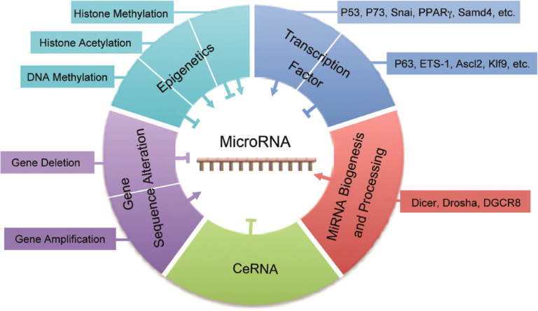 MicroRNA in Drug Response