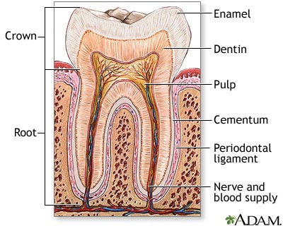 tooth structure and anatomy