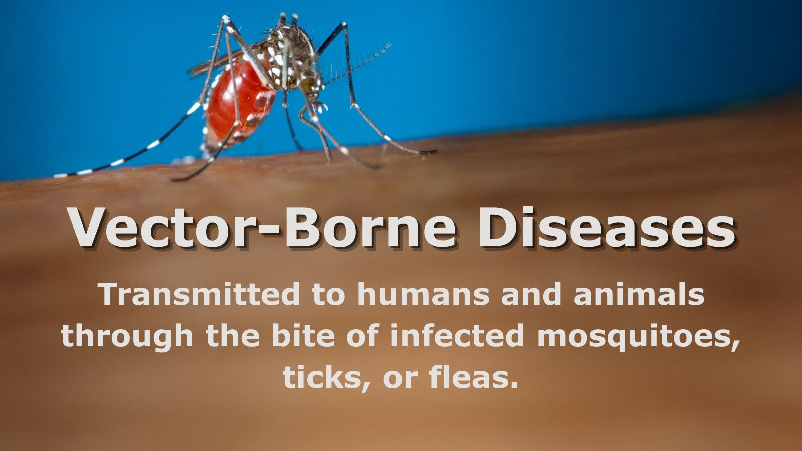 Vector-Borne Diseases