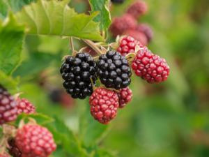 berries