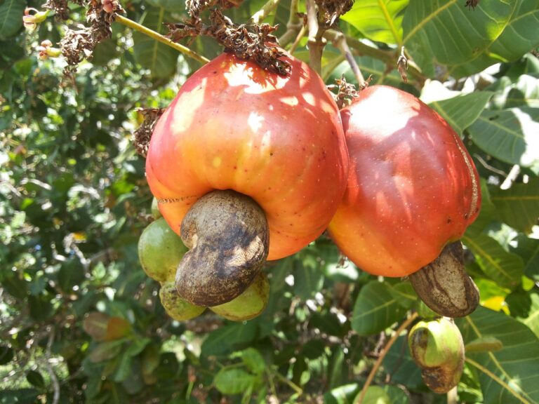cashew