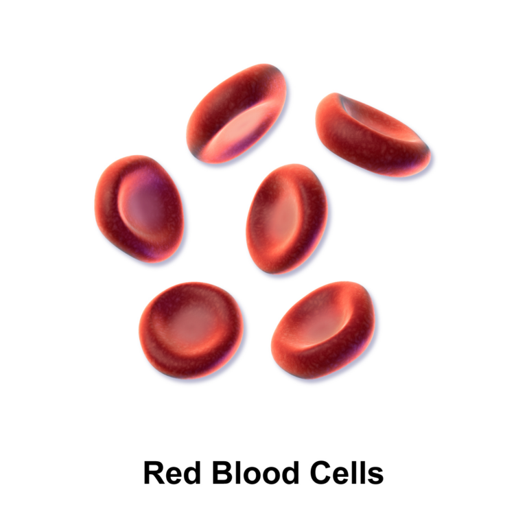Erythrocytes
