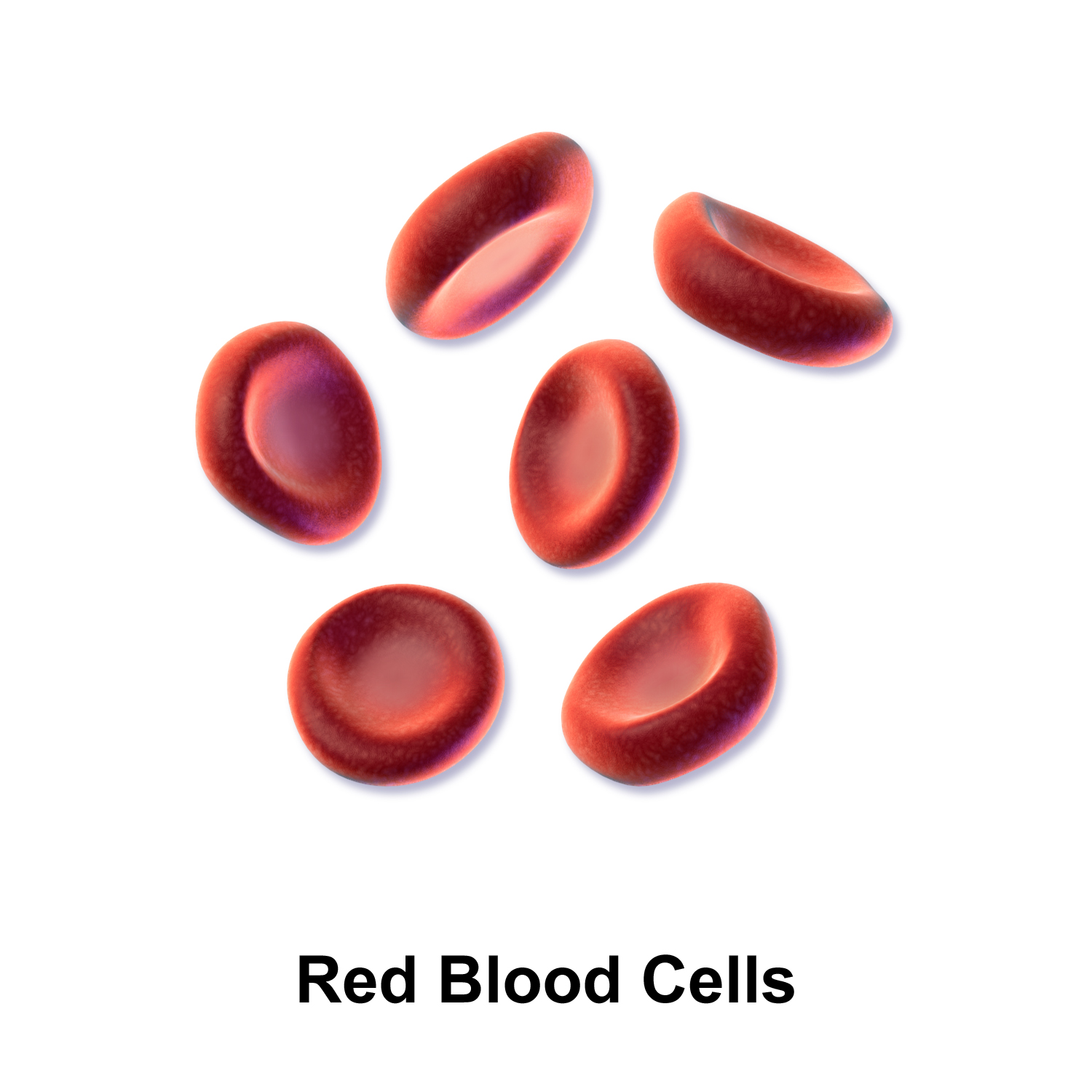 Erythrocytes