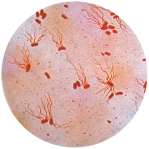 Salmonella