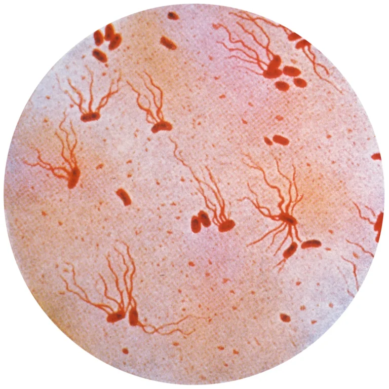 Salmonella